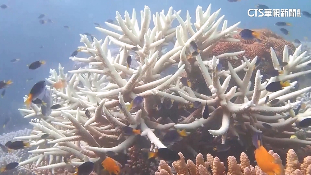 澳洲大堡礁白化危機　專家：海溫再不降珊瑚將死