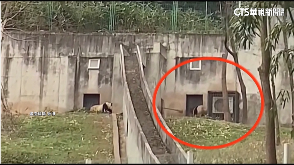 中國大熊貓研究中心　飼養員竟「揮鏟打熊貓」