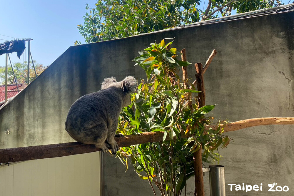 北市動物園無尾熊「金鋼狼」染難纏疾病　團隊積極照顧 戶外復健曬太陽