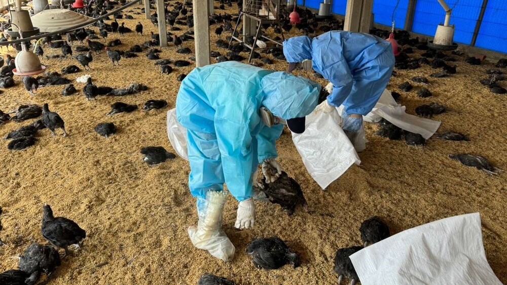 雲林土雞場染「H5N1禽流感」　逾1萬隻黑羽土雞被撲殺