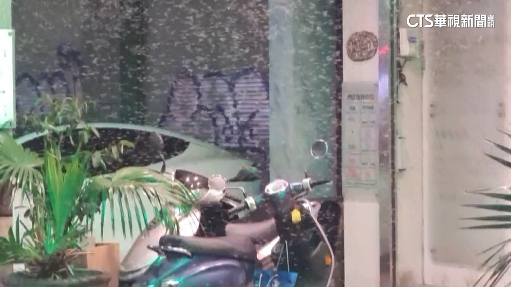 嚇！大水蟻成群飛舞　鄭明典：雷雨季節近了