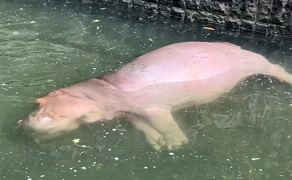 壽山大河馬「側躺不動」嚇歪遊客　動物園澄清影片 引網歪樓：放鬆的東坡肉