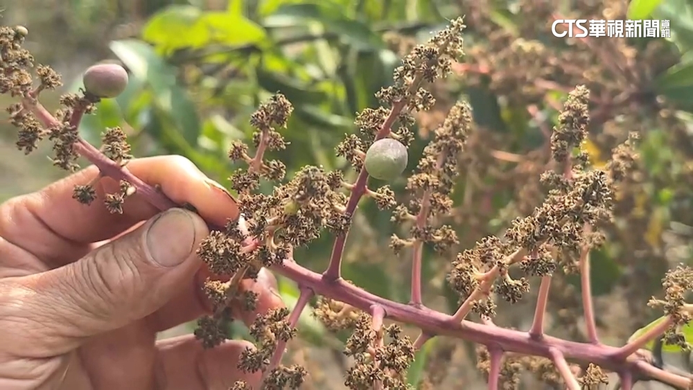 溫差大又刮焚風　台南芒果最慘「剩去年2成」