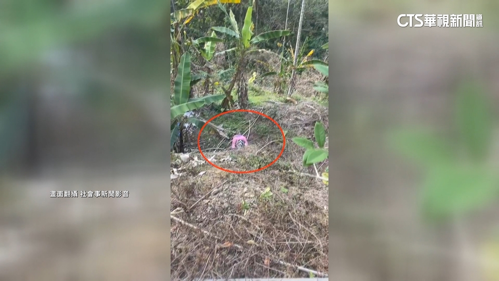 下坡過彎剎不及！　新社高中自由車隊員摔落香蕉園