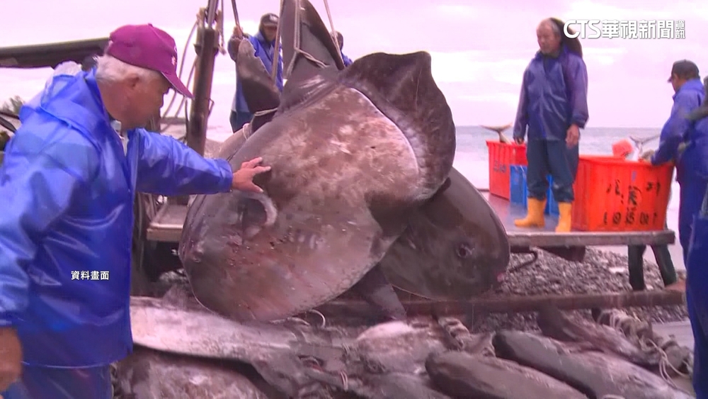 客批「曼波魚頭湯」沒魚頭！　餐廳喊冤已切丁入湯