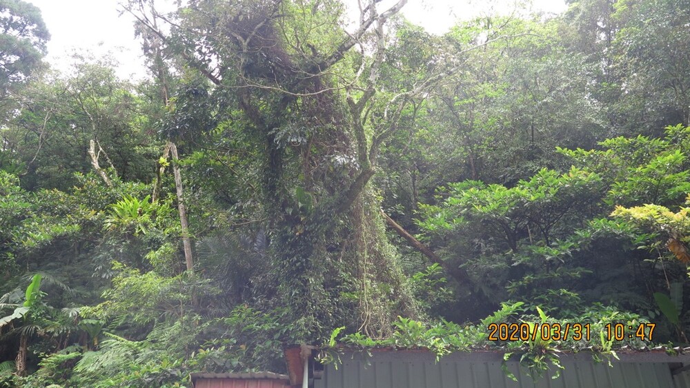 前東帝士集團總裁陳由豪欠稅4億 名下土地遭拍賣 底價逾6億