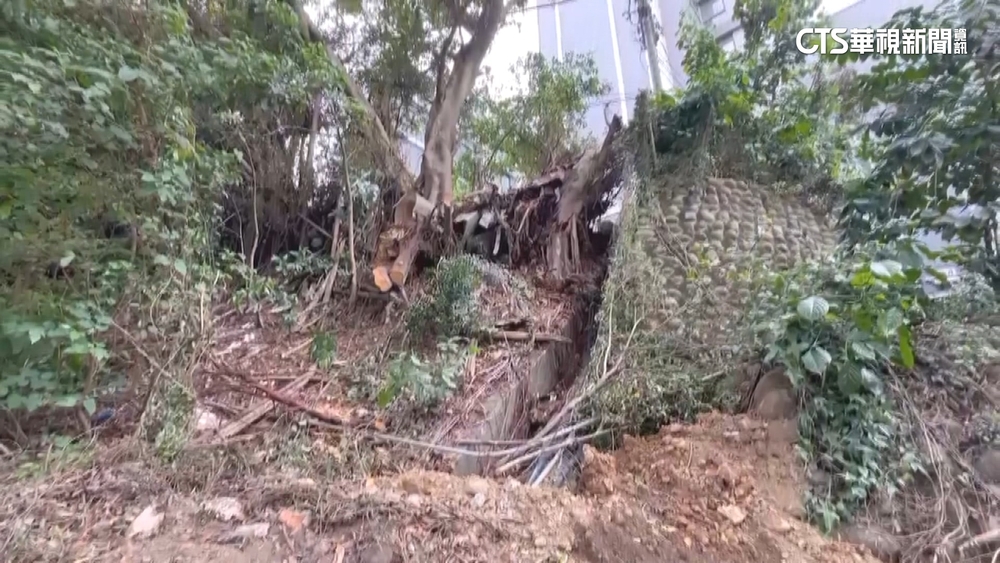 樹倒壓死騎士留2子　家屬轟：市府.高公局踢皮球