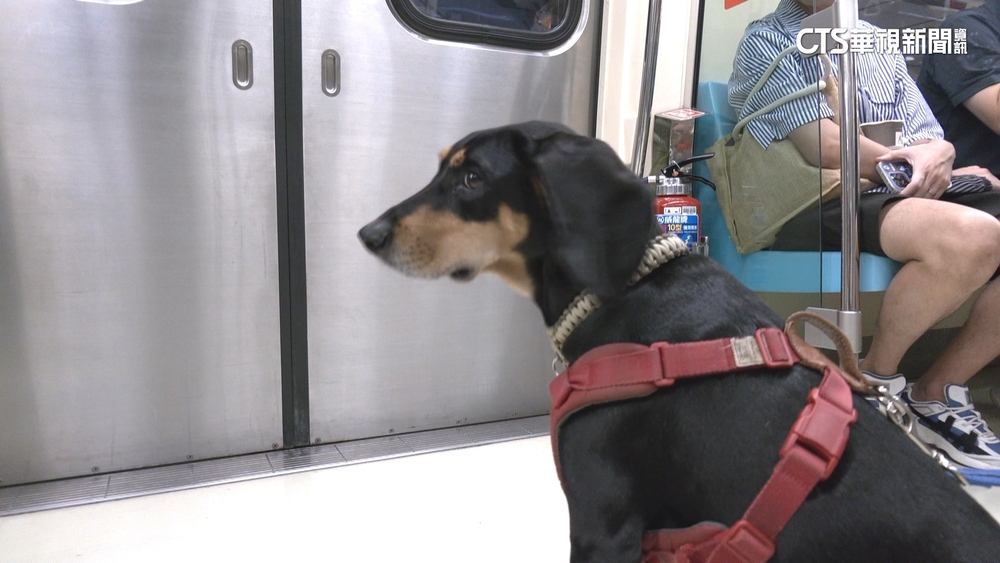 貓狗分流！北捷寵物友善列車　開放貓狗牽繩上車