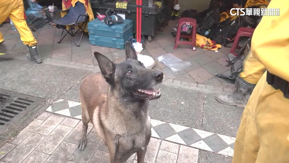 高雄搜救犬挺進砂卡礑　冒險爬近90度陡坡尋失聯者
