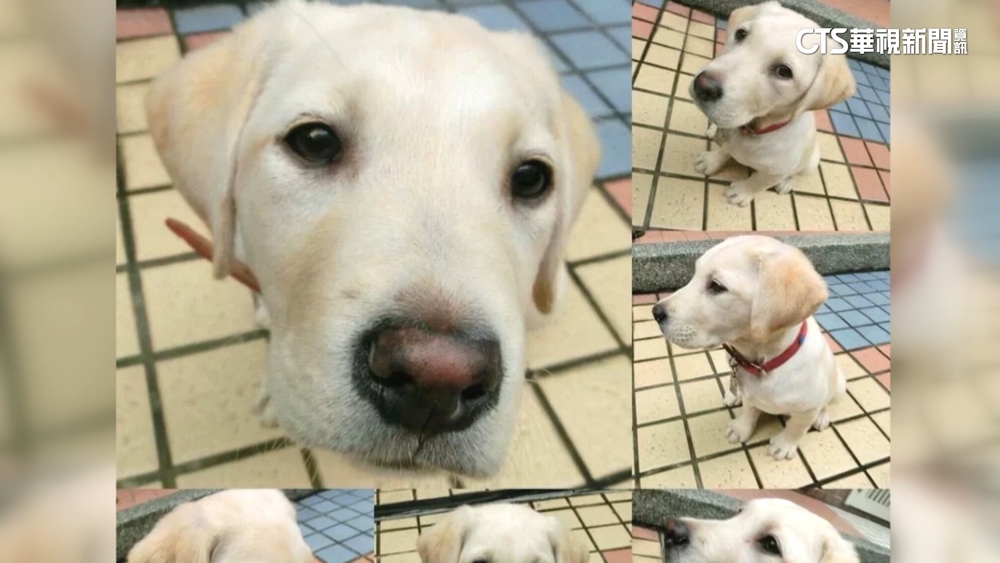 破壞王立大功！　搜救犬Roger「認證考第一」　幼時萌照曝