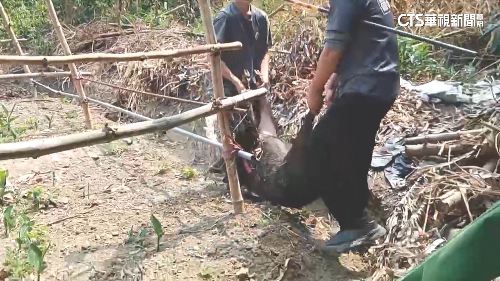 嘉縣百公斤山豬闖果園咬農民　8發麻醉槍才制伏