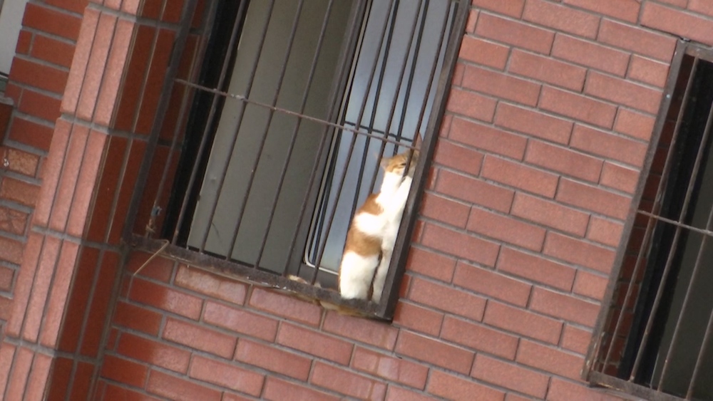 7樓窗邊出現貓咪！　花蓮天王星大樓拆除工作暫停 將派雲梯車救援