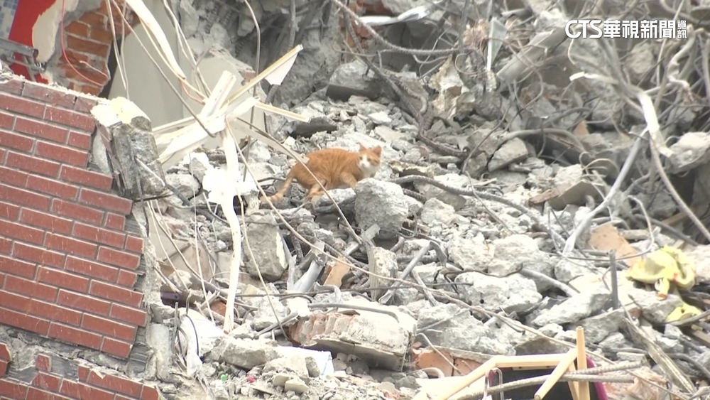 看到「妞妞」了！大型機具變「廣播器」　放貓聲誘捕