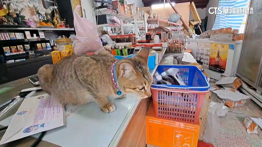 被貓救一命！起重機撞進店　女為貓清垃圾躲劫