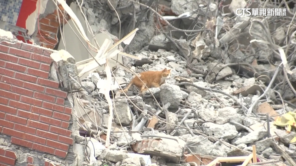 愛貓人士盼停拆「先救貓」　天王星大樓主委崩潰哭倒