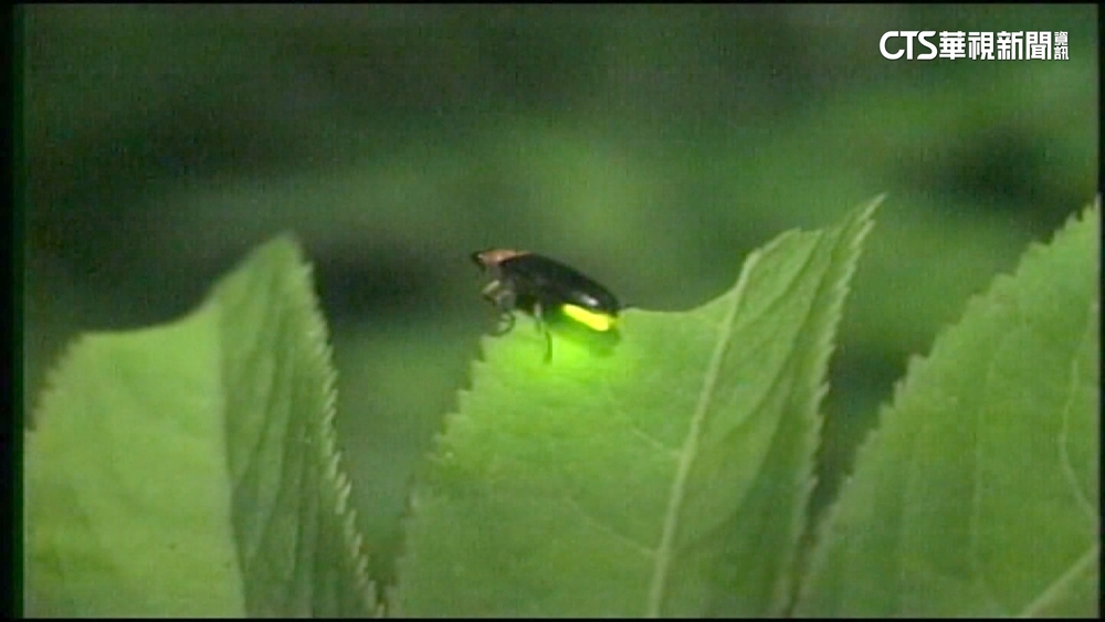 螢火蟲季登場！　嘉縣公布22處獨特賞螢景點