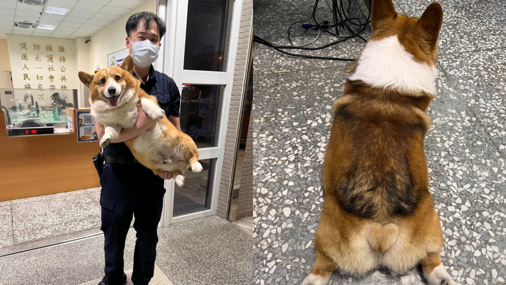 騎士半夜遇胖柯基攔車　急「送重基」進派出所求助