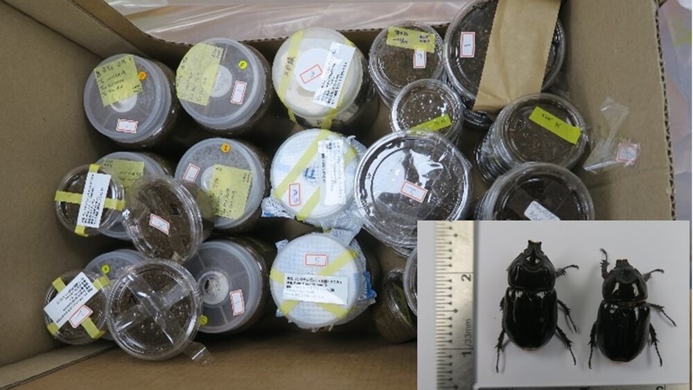 學不乖？旅客二度走私活甲蟲397隻　最重可處3年刑