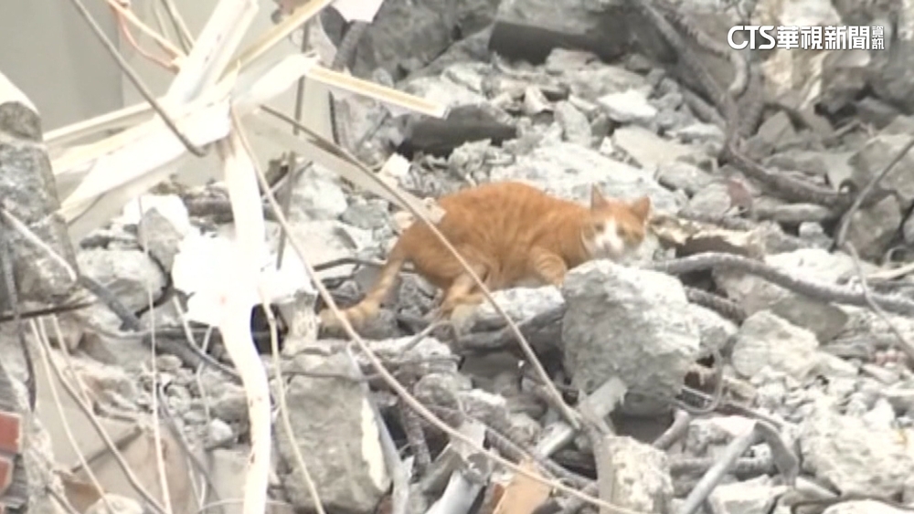 「留樓梯」增救貓機會！　愛貓人士籲災區架「電子誘捕籠」