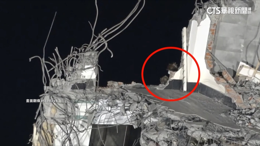 天王星拆除到5樓　疑「康老師的貓」又現蹤躲怪手