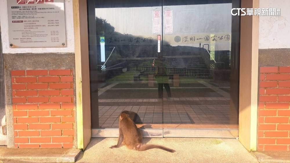 攻擊性獼猴入侵！小油坑服務站一度延後開館