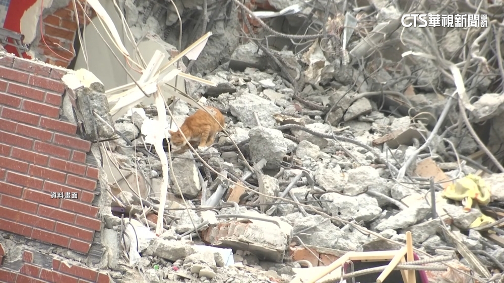 天王星拆到3樓！再救出「倒吊雞」　設誘捕籠找貓咪