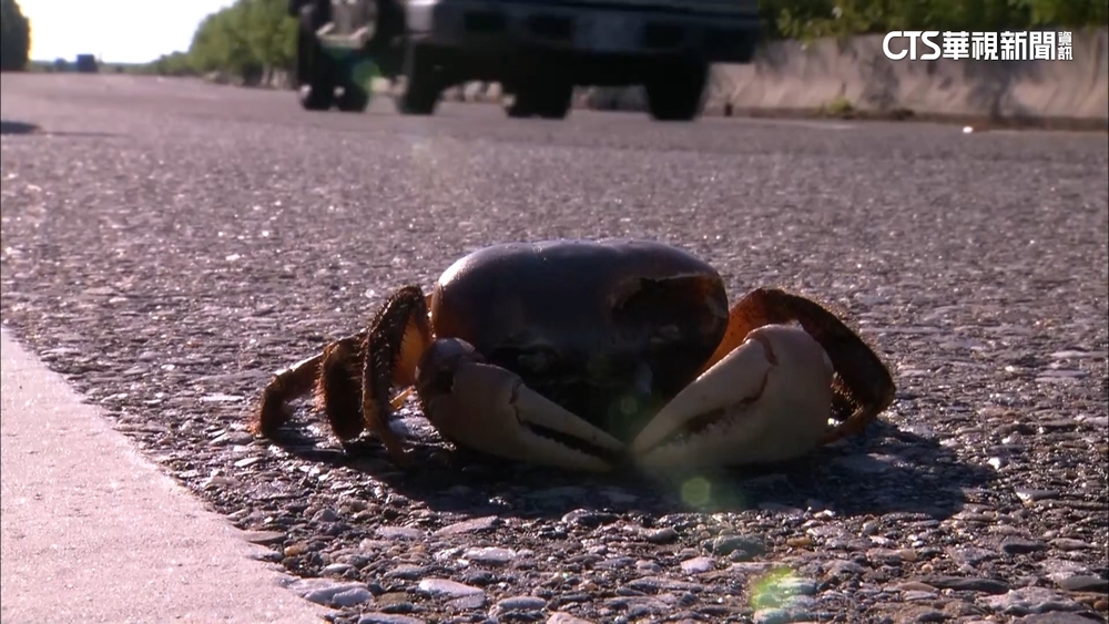 墾丁新設陸蟹廊道　在地人怨：像「兩棲天堂路」