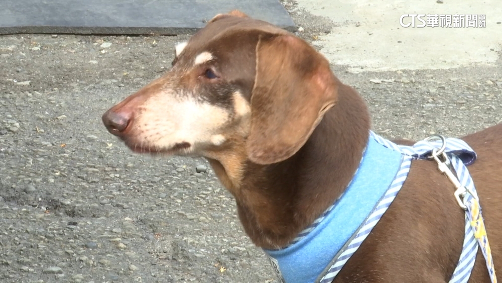 曾咬師生！　問卷「校犬送流浪中心」引反彈　校方滅火