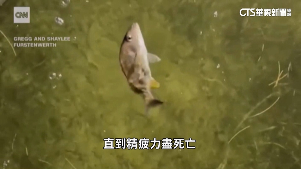 暖化助毒海藻增生？　佛州逾30種魚類狂轉圈亡