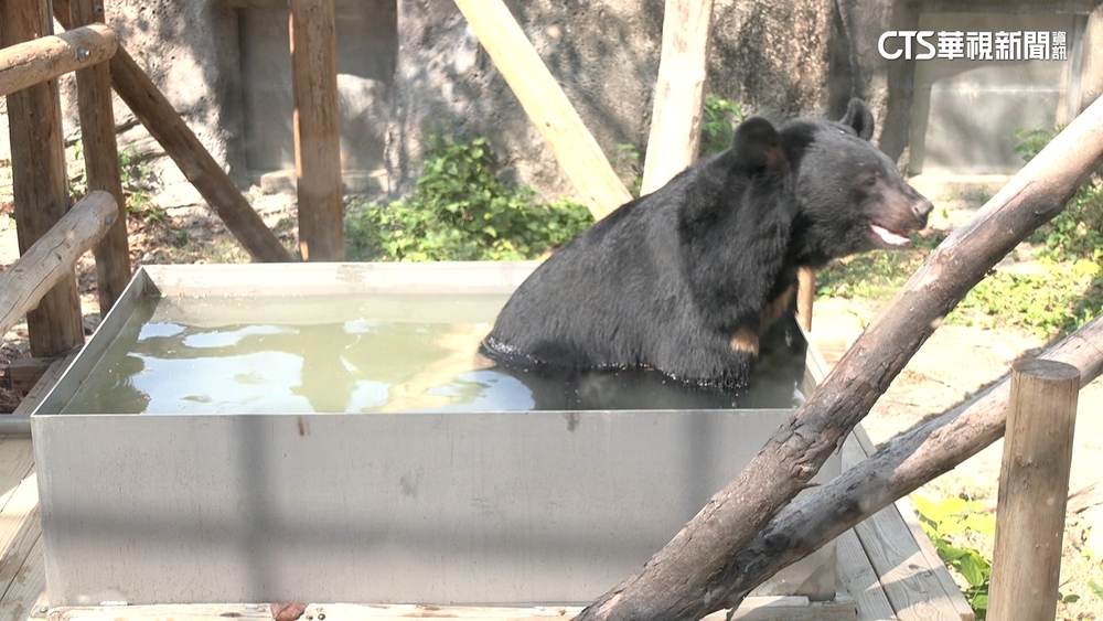 高溫飆36℃　壽山動物園「黑熊」跳水池消暑