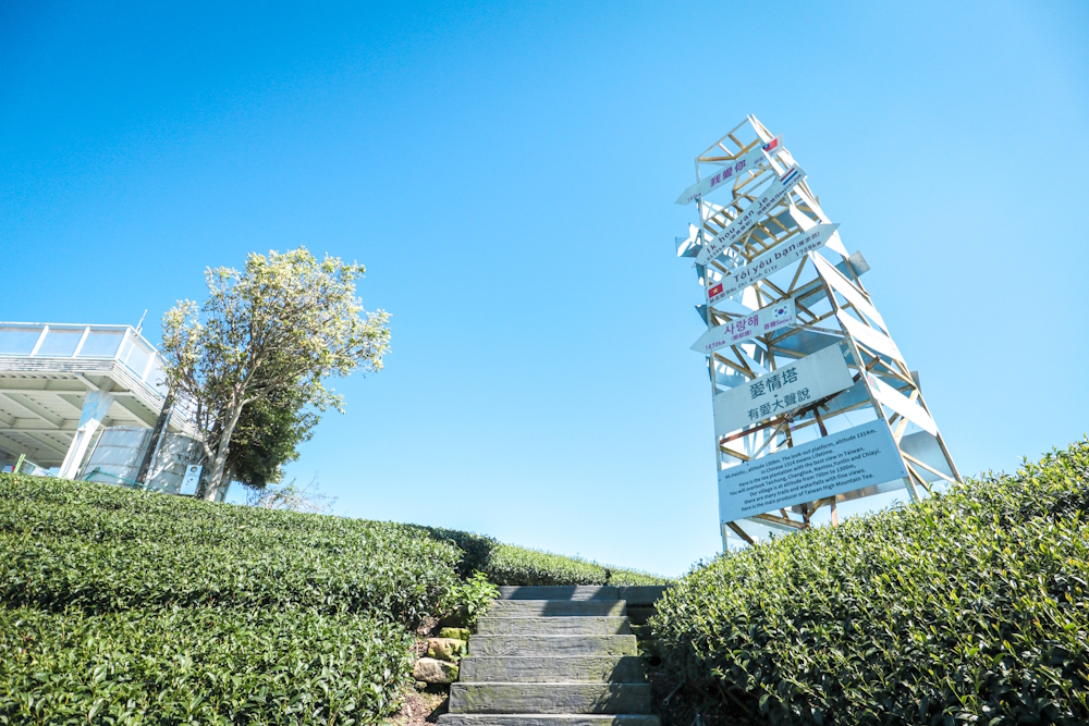 嘉義瑞峰山區竹林漫遊、茶園賞景