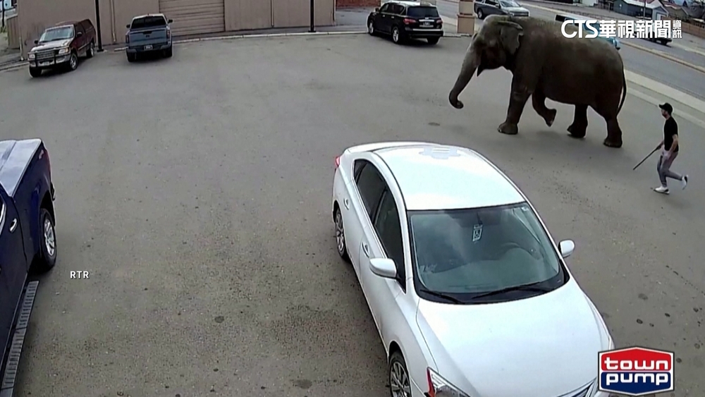 馬戲團大象受驚嚇　竄逃遊走蒙大拿小鎮