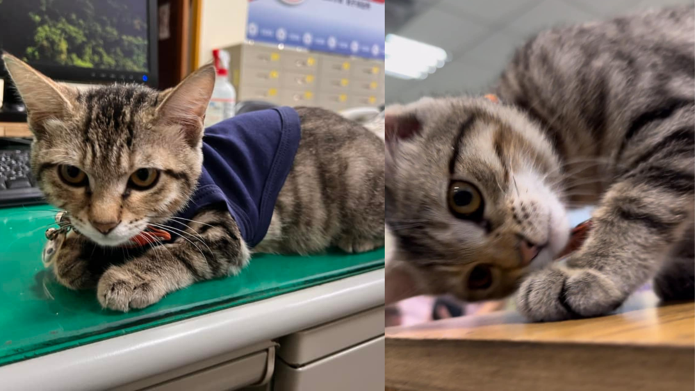 台中貓警長伍丼么突收「罐罐大禮包」　網笑：沒薪水只能靠大家丟罐罐