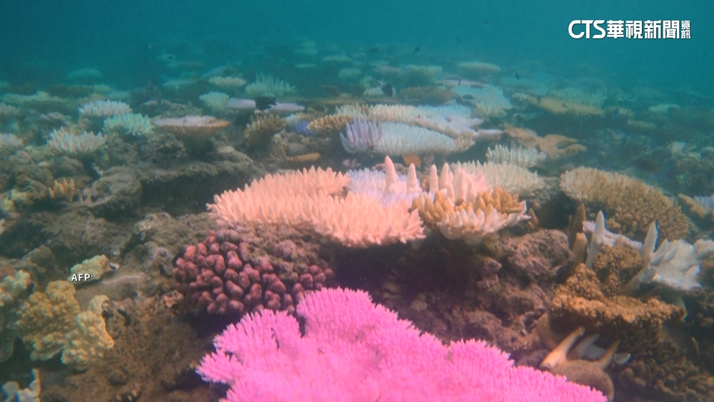 澳洲大堡礁白化「史上最嚴重」　危及世界遺產地位