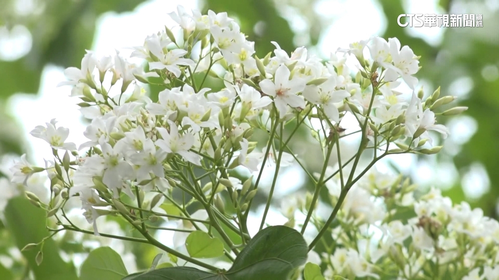 週末賞四月雪　油桐花盛開　白色花瓣飄盪如雪景