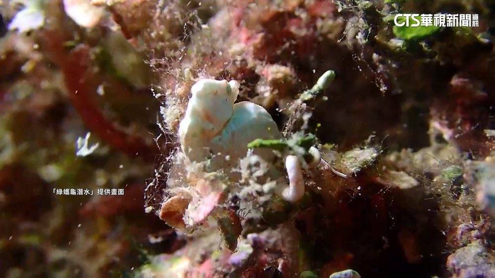 「紙片海馬」小琉球海域首現蹤　潛水教練驚喜紀錄