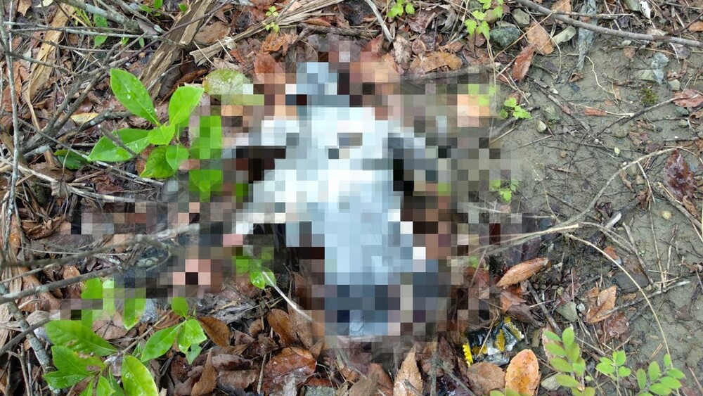 新北連2起「鴿子遭開膛破肚」慘死公園　凶手找到了