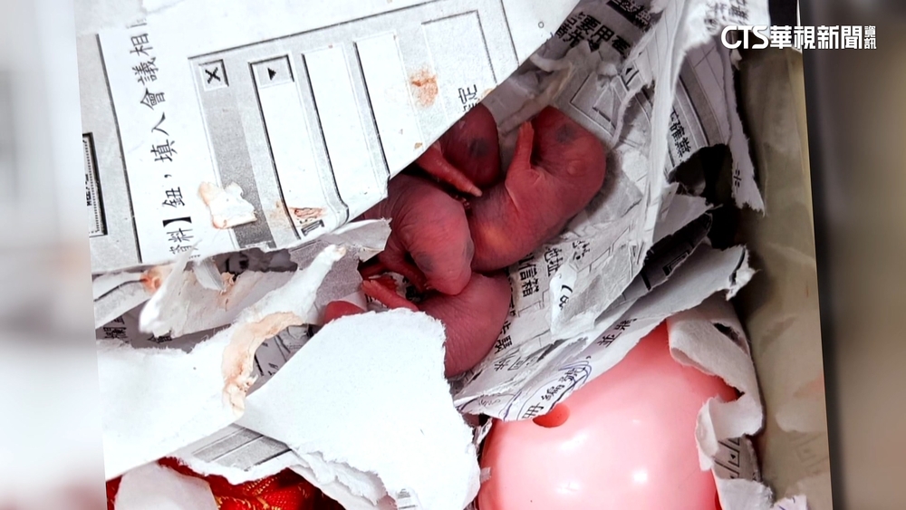 辦公室不速之客鼠寶寶藏抽屜　女員工尖叫