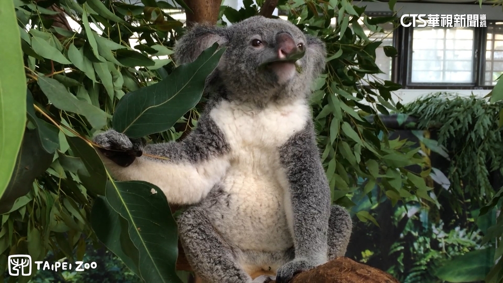無尾熊「芙蓉」呆萌好可愛　飯店業者加入認養計畫