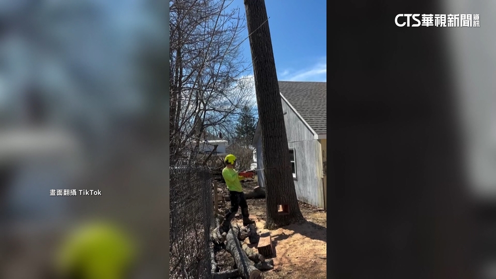 國外鋸樹神技影片曝　引發社群平台熱議