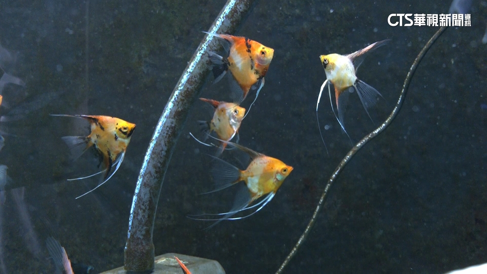 產值上看50億！看好觀賞魚產業　玩家開頻道介紹