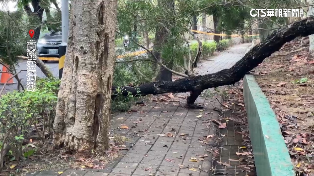 散步沒了命！　澄清湖7米大樹突倒塌　壓死路過民眾