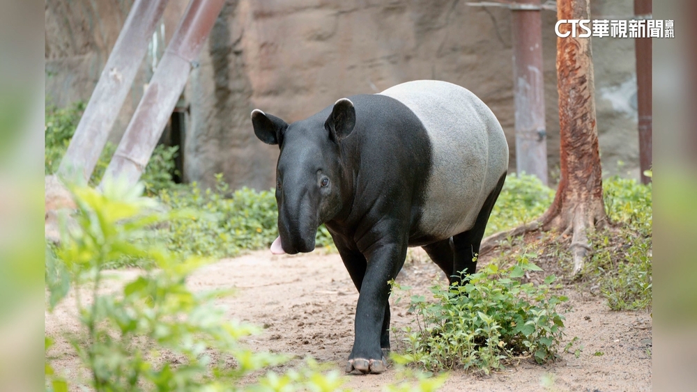 「世界貘日」報喜　馬來貘「貘莉」懷孕　預產期在6月