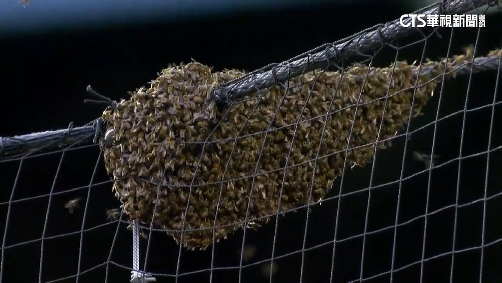 道奇.響尾蛇之戰延後開打　罕見「蜜蜂攪局」