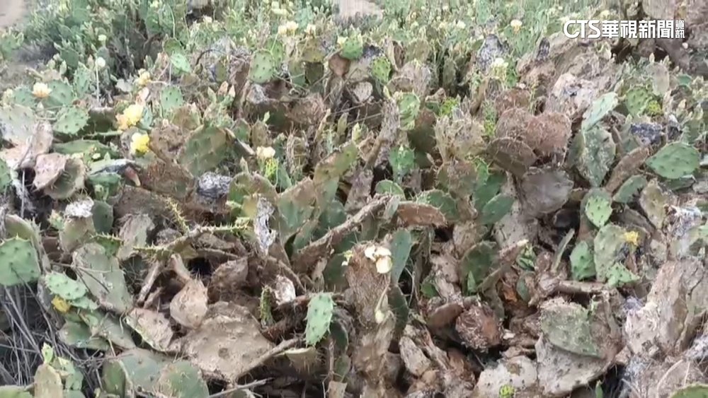 澎湖2國小女童摔落仙人掌叢　「全身刺」緊急送醫