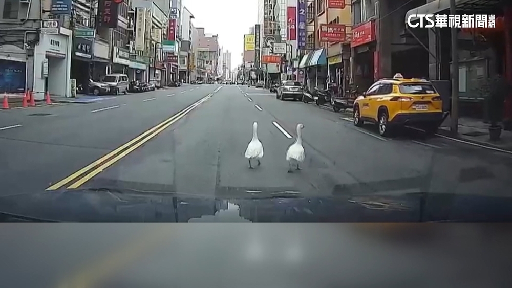 2寵物鵝「逛大街」　飼主違反道交條例.動保法
