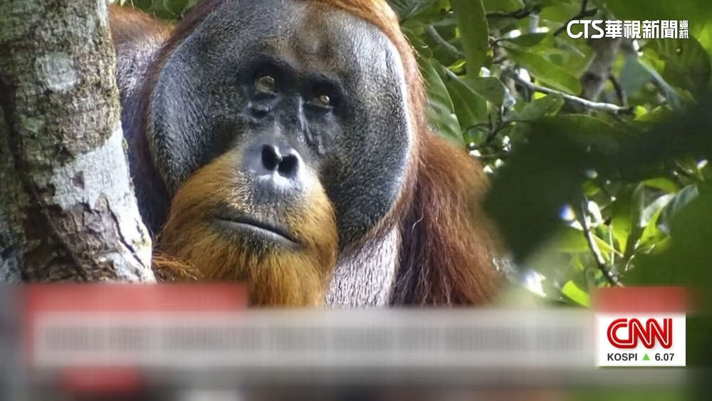 首例！印尼紅毛猩猩「自製草藥」　敷傷口助痊癒