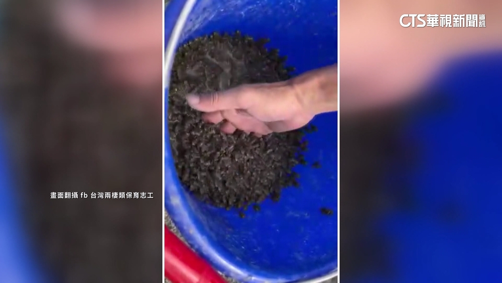 「海蟾蜍」入侵鳥嘴潭威脅生態　1晚捕獲上萬隻