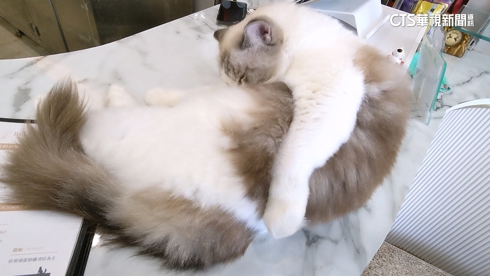 任由貓傷口潰爛.亂棄屍體？　貓咖啡廳業者駁爆料