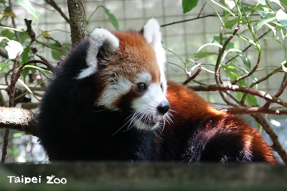 15歲小貓熊「美可」不幸病逝　園方證實：不敵心臟衰竭